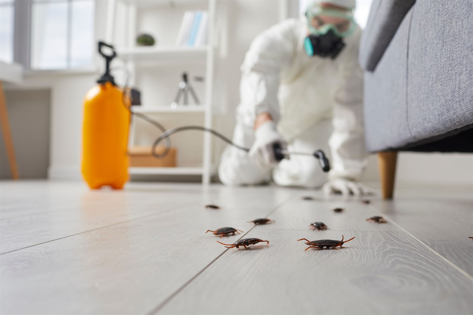Cafard observé avant l'application d'un traitement insecticide professionnel
