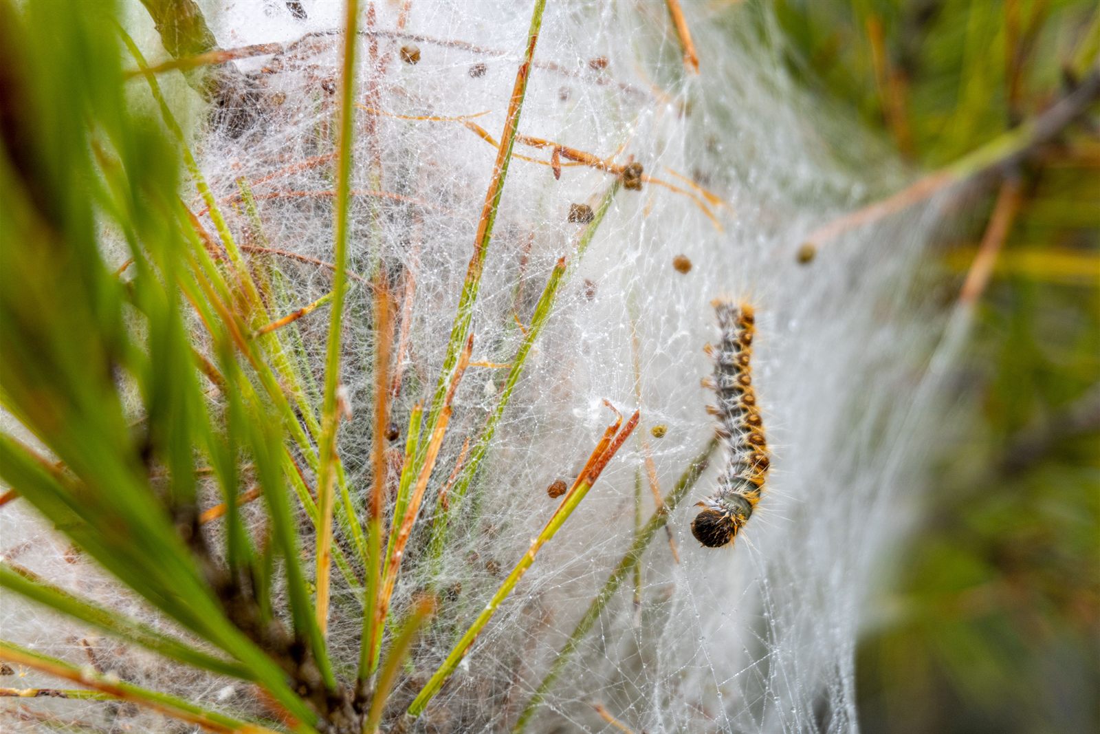 Chenilles processionnaires regroupées sur un arbre avant traitement