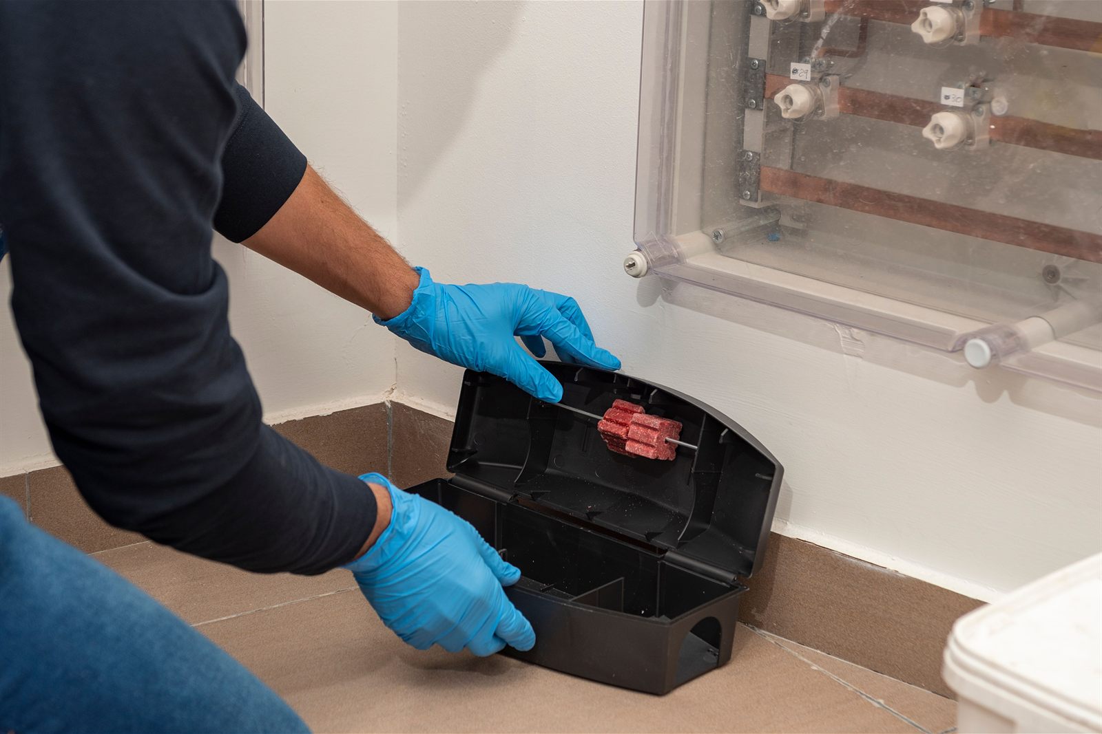 Rat brun lors d'une intervention professionnelle de dératisation ACP Nuisibles